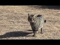 「ウー」っと威嚇されてもガン無視！雨上がりの公園の野良猫たち！