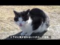 「ウー」っと威嚇されてもガン無視！雨上がりの公園の野良猫たち！