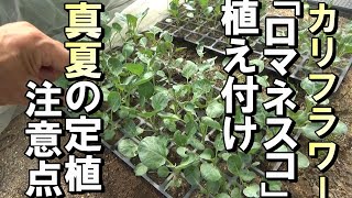 【自然農】真夏の育苗成功しました！真夏の定植の注意点　2023年8月25日【natural farming】