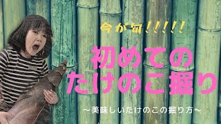 【自然】アレックスちゃんねる_ 今が 旬！美味しいたけのこの掘り方