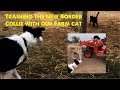 Part 2 of introducing our 6 month old working border collie June to our farm cat Luna.