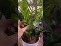 why zz plant leaves turn yellow