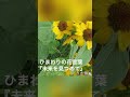 向日葵の花言葉