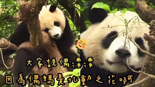 圓寶掛在樹上各種姿勢表演秀，模樣超可愛|熊貓貓熊The Giant Panda Yuan Yuan and Yuan Bao|台北市立動物園