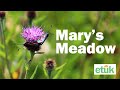 Mary's Meadow