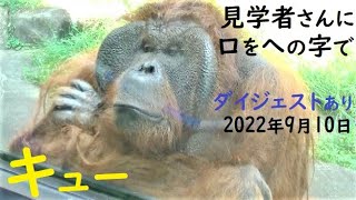 暑くて麻袋を被りながらハンモックにのって、ちょっとオヤジの方をの覗きます　オランウータン　多摩動物公園　No103-2　466