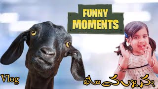 بکریوں کے مزاحیہ انداز🤣|funny videos with goats