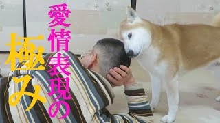 散髪したての飼い主の頭大好き柴犬ちゃめ