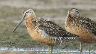 Short-Billed Dowitchers Unusual Beak-Flexing at Lake Sequoyah