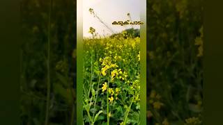 ഒരു വർഷം കാത്തിരിക്കേണ്ടി വന്നു #winter #shortvideo #shortsviral #shorts #short #mustard #shortfeed