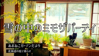 【#75】北海道の庭では咲かないミモザを室内で咲かせて楽しんでます/ミモザアカシア/大雪の合間/冬でもガーデニングを楽しむ/ナチュラルガーデン