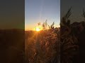 Cholla Cactus Garden Sunrise - Joshua Tree National Park