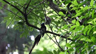 神奈川県大磯町の雛に給餌するサンコウチョウ（雄）その７（4K60P動画）