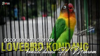 PROSES AWALNYA DITERNAK : LOVEBIRD KONDANG JANTAN KONSLET BERDURASI