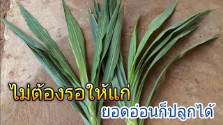 ยอดอ่อนก็ปลูกได้ หญ้าหวานอิสราเอล|Im Channel