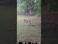 05 04 24 728am Several deer eating in the upper back field near the mineral block #deer #wildlife