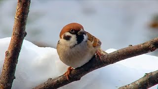 孤高のスズメさん