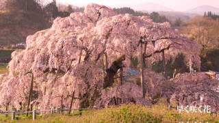 紅しだれ　／　小田　純平　　　　歌唱　　こころ