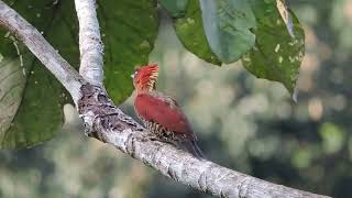 Banded Woodpecker