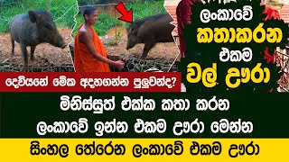 ලංකාවේ කතාකරන එකම ඌරා | Talking Pig Thalawakale