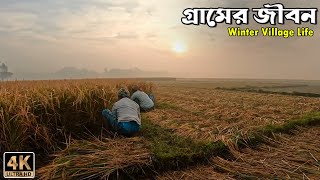 শীতের সকালে গ্রামের মানুষের জীবন। A day in the life of a Bangladeshi Farmer। Winter Village Life