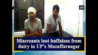 Miscreants loot buffaloes from dairy in UP's Muzaffarnagar - Uttar Pradesh #News