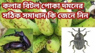 কলার বিটল পোকা দমনের সঠিক সমাধান জানতে চান,তাহলে এই ভিডিওটি আপনার জন্য,banana beetle pest control