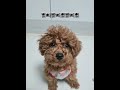 뽀삐뽀삐뽀뽀삐뽀 푸들 1살 강아지 poodle cute puppy pets 구독 좋아요 뽀삐뽀