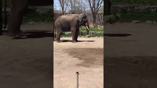 Elephants at African Lion Safari with Nancy Today \u0026 family.