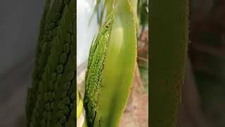 Arecanut tree flowers, ಹೊಂಬಾಳೆ ಹೂವು, hombale