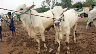 పెబ్బేరు సంతలో అందమైన పాలపళ్ల కోడె దూడలు | milkteeth bulls prices in pebbair | Ongole Bulls | oxen