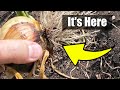 Can't Wait Any Longer Onions and Potatoes