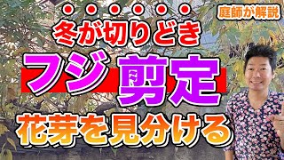 【フジのお手入れ】毎年の花をしっかり見る為の剪定方法について【庭師が解説】