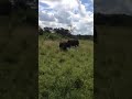 Ankole cattle ( bulls fighting