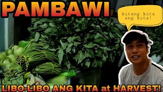 EP290-P1: KITANG KITA ANG KITA (SA GULAY) + MINIFARM (ANO NG NANGYARI SA KAMATIS?)