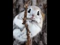 4k エゾモモンガ　siberianflyingsquirrel shorts