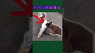 狗狗咬住鳄鱼,结果却蒙了#news#shorts#动物