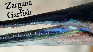 Fosfor Zengini Zargana (Sargan) - Belone Belone Garfish