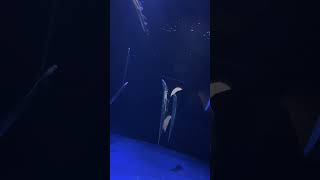 サンシャイン水族館🐠ゾウギンザメ\u0026タチウオ🐟