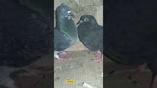 Black Pigeon - Mysterious Bird You've Probably Never Seen #shorts #pigeon #viral #kabootar #trending