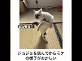 俺を飼え 猫 shorts ボケて