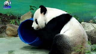 20190928 團團Q軟身段，鑽藍桶吃果果 The Giant Panda Tuan Tuan