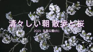 【桜散歩】早朝の弘前公園