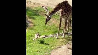 角に絡まった草を取ってあげるキリン　#short #shorts #animals #キリン　#giraffe