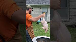 BUTCHER \u0026 PROCESS #chickens in 60 seconds #homestead #harvest #farm #raw #cook #zerowaste   #meat