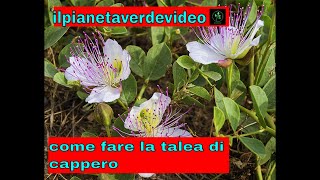 Come fare la talea di Cappero