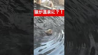 猿が温泉に入るとんでもない場所がある！！