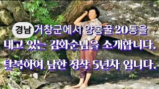 경남 거창군에서 거창하게 양봉귀농을 하여 꿀벌 20통을 내고있는 김화순님을 소개합니다. 탈북하여 남한정착 5년차 입니다. #북쎈수다tv.