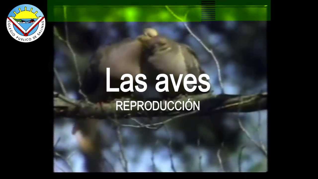 Las Aves Reproducción Youtube
