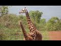 giraffes mating courtship behavior giraffe mating process akagera national park africa